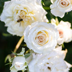 The White Drift Shrub Rose