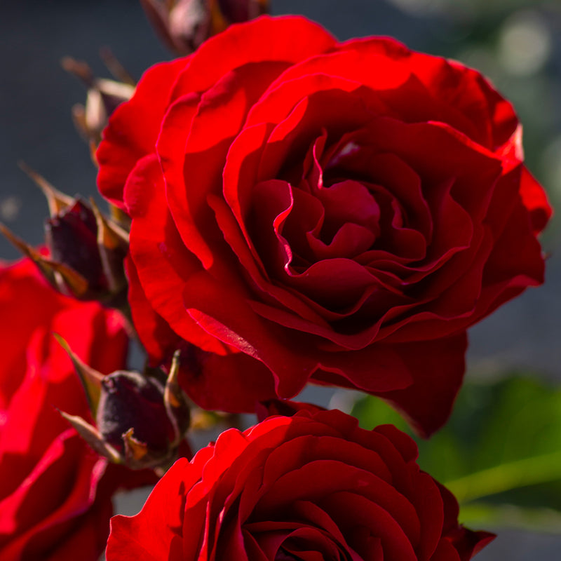 Europeana Floribunda Rose