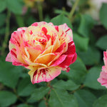 George Burns™ Floribunda Rose