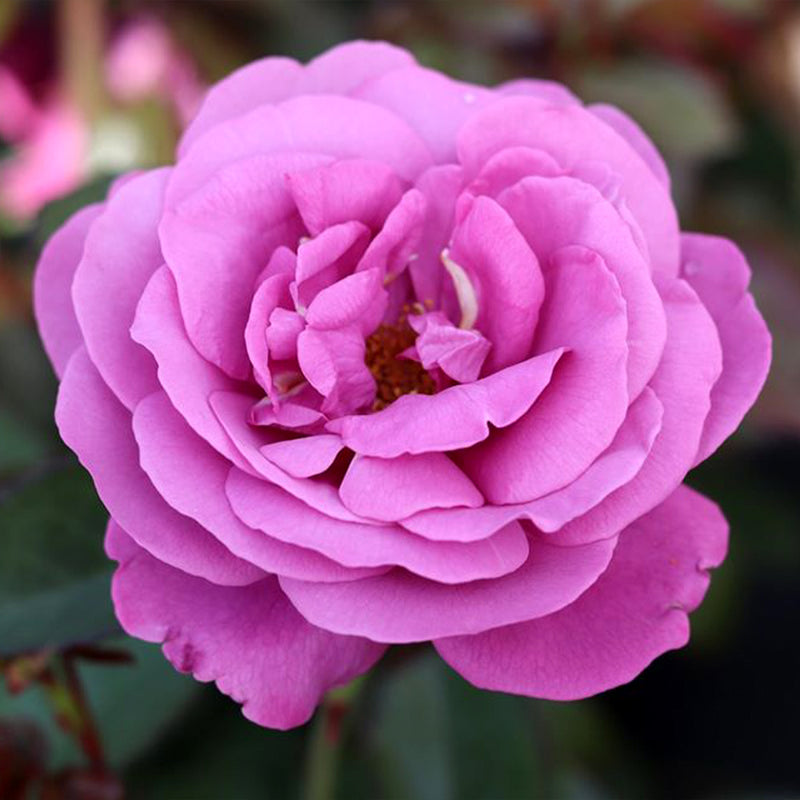 Plum Perfect™ Sunbelt® Floribunda Rose