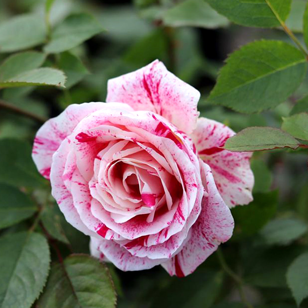 Sentimental Floribunda Rose
