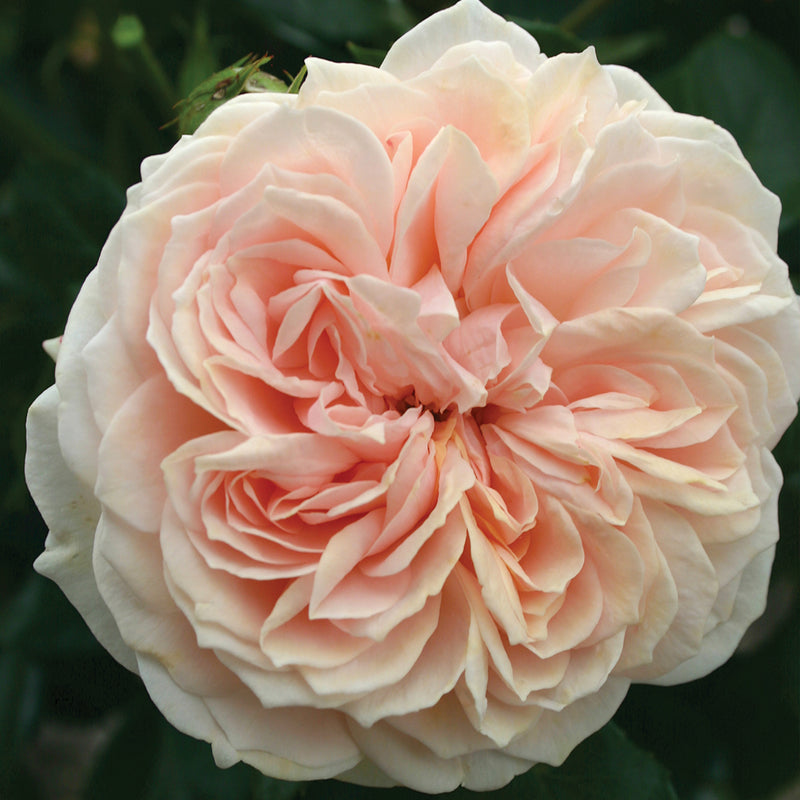 Cream Veranda® Floribunda Rose