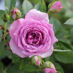 Lavender Veranda Floribunda Rose