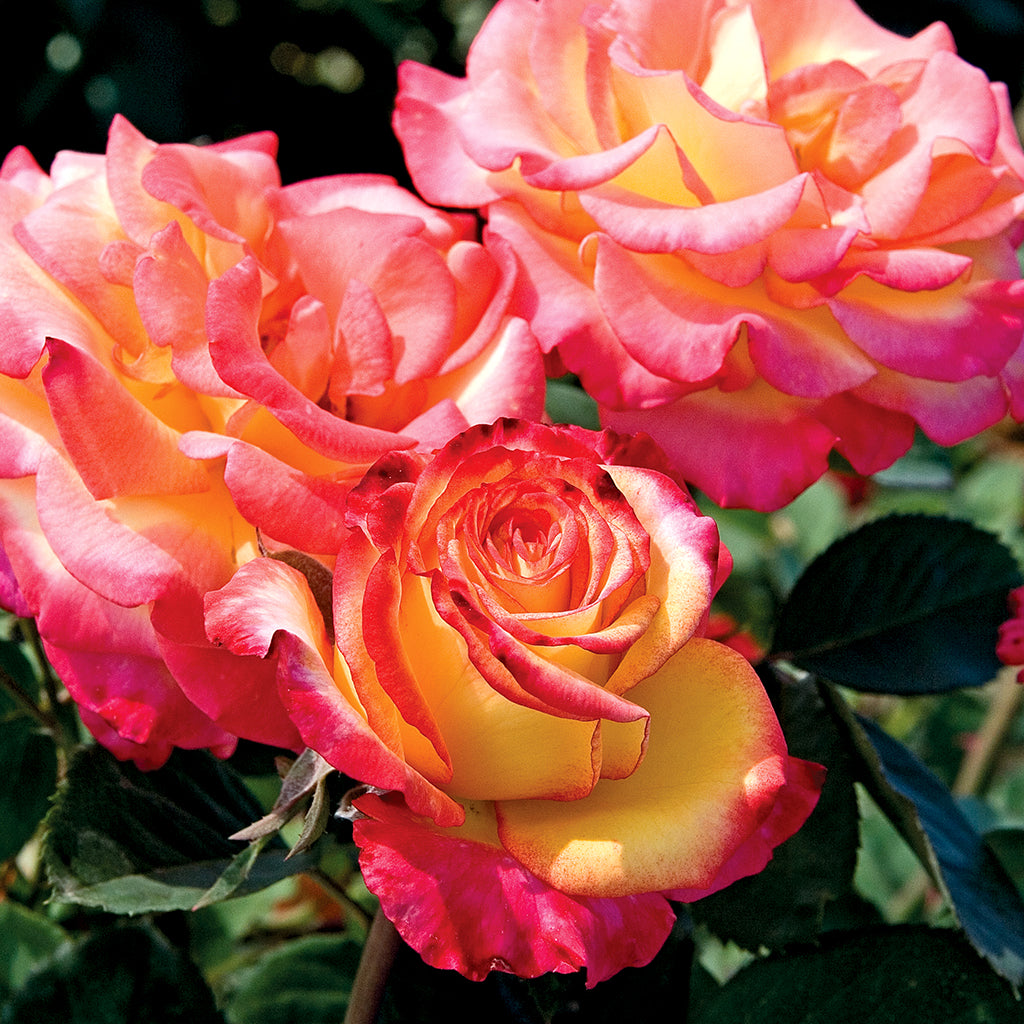 Grandiflora Roses – Ray Wiegand's Nursery & Garden Center