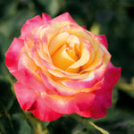 Dream Come True™ Grandiflora Rose