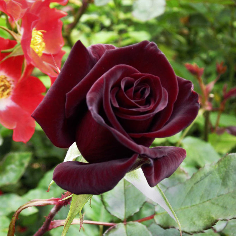 Black Magic Hybrid Tea Rose