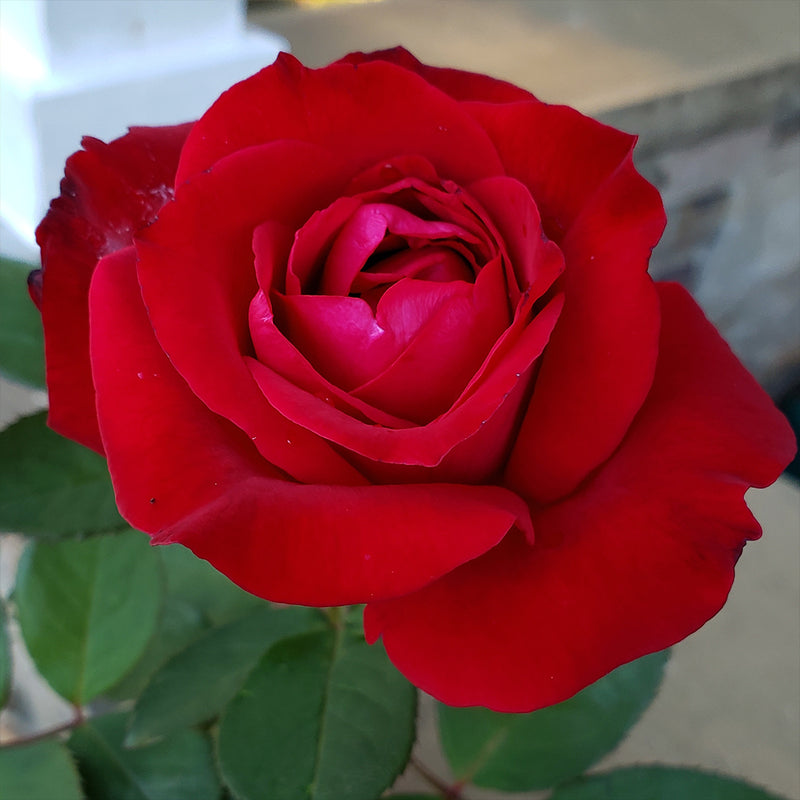 Proud Land Hybrid Tea Rose