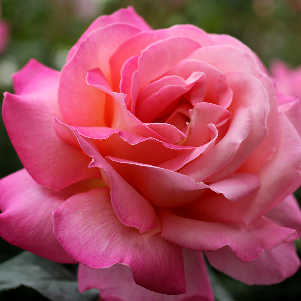 Roses – Ray Wiegand's Nursery & Garden Center
