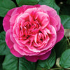 Dee-lish Hybrid Tea Rose