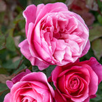 Dee-lish Hybrid Tea Rose