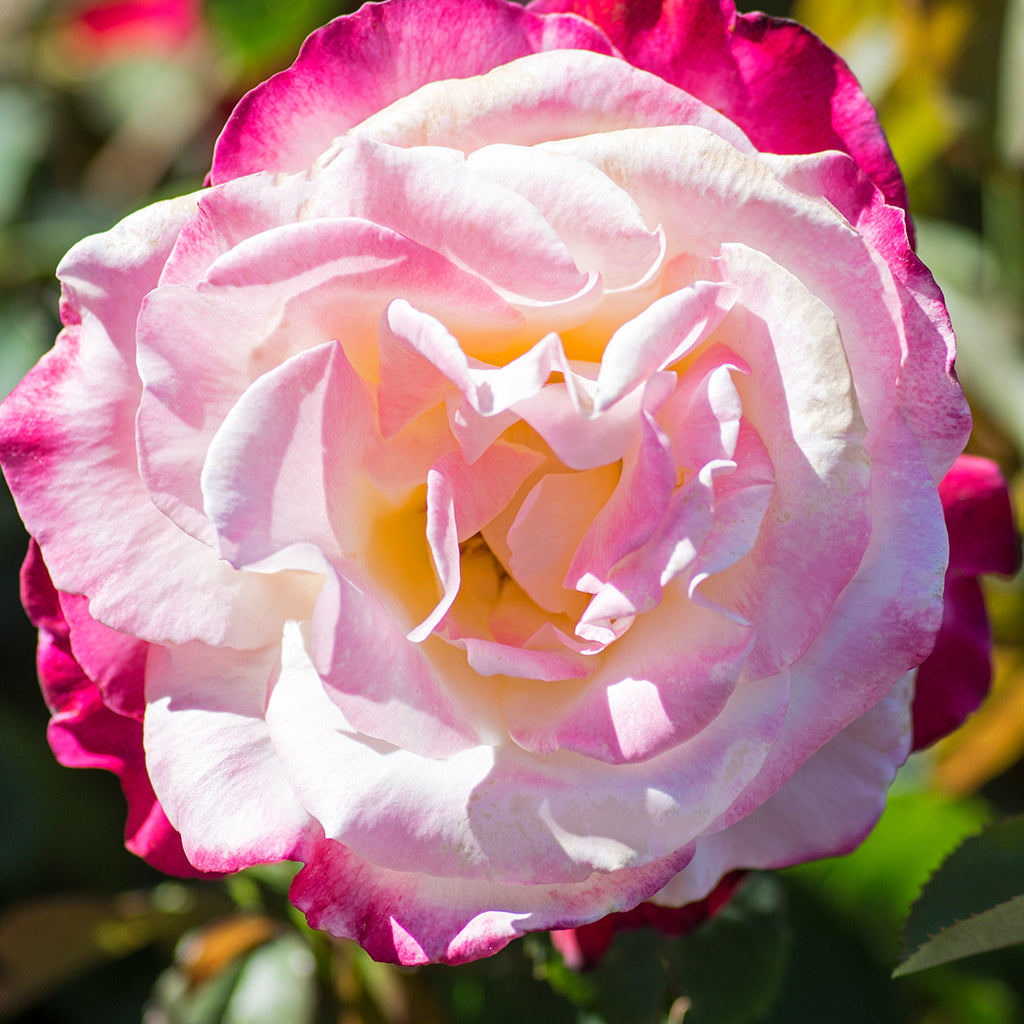 Large Hybrid Tea Roses Hybrid Tea Roses – Ray Wiegand's Nursery & Garden Center