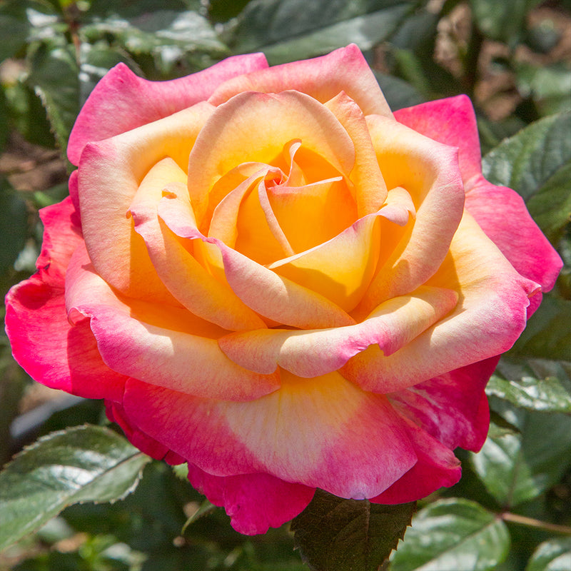 Enchanted Peace  Hybrid Tea Rose