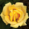 Eternal Flame™ Hybrid Tea Rose