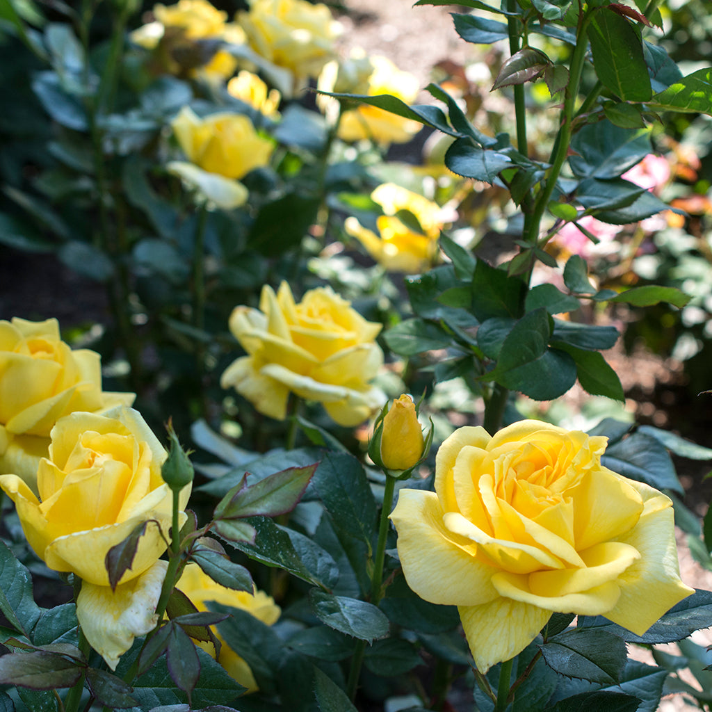 Large Hybrid Tea Roses Hybrid Tea Roses – Ray Wiegand's Nursery & Garden Center