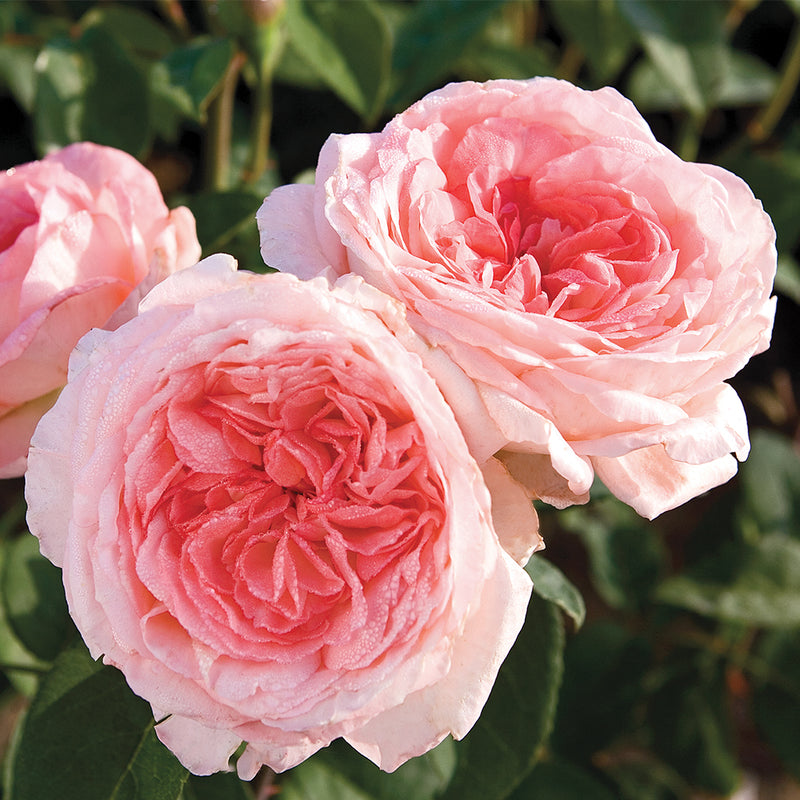 Liv Tyler Hybrid Tea Rose