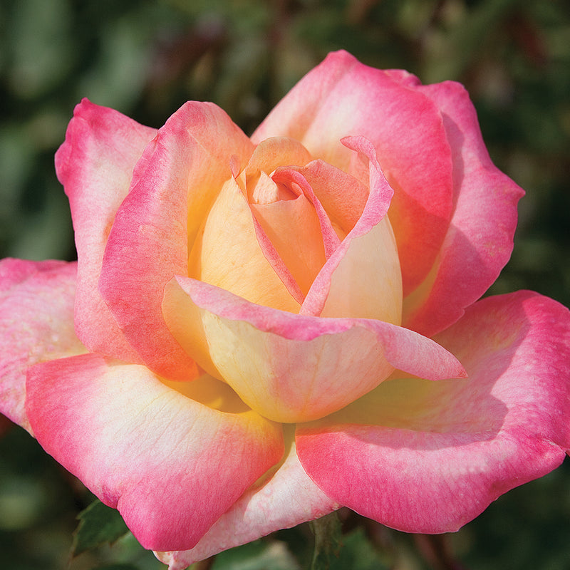 Love and Peace Hybrid Tea Rose