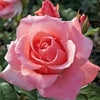 Paris D'Yves St. Laurent Hybrid Tea Rose