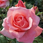 Paris D'Yves St. Laurent Hybrid Tea Rose