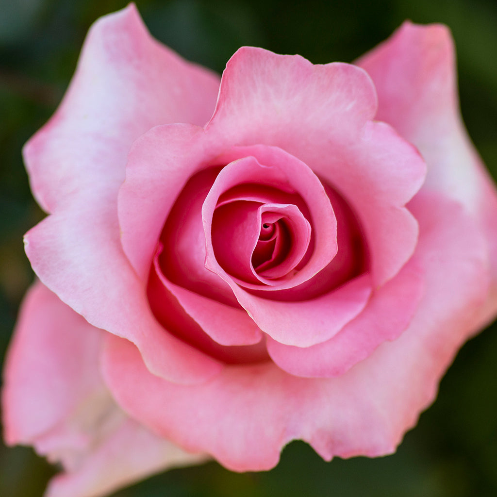 Paris D'Yves St. Laurent Hybrid Tea Rose