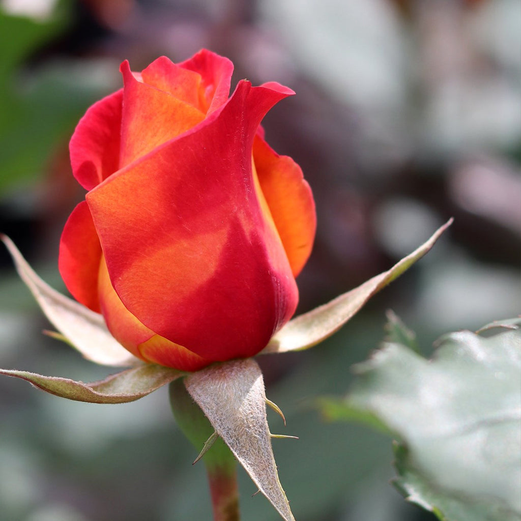 Rio Samba Hybrid Tea Rose