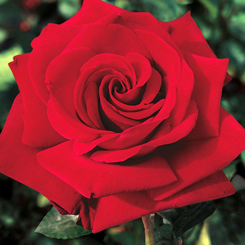 Ingrid Bergman Hybrid Tea Rose