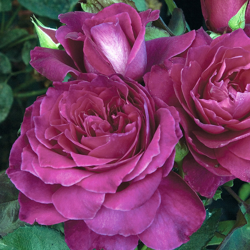 Intrigue Floribunda Rose