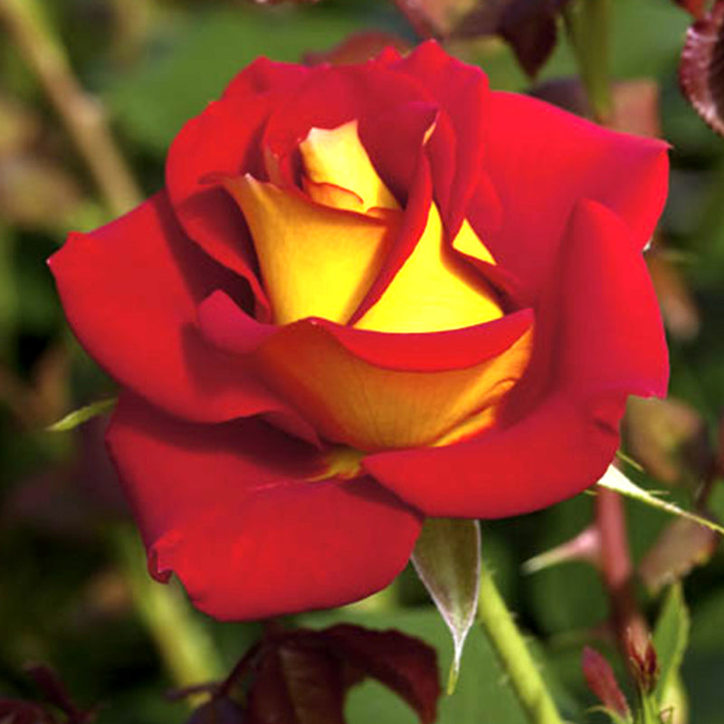 Ketchup & Mustard Floribunda Rose