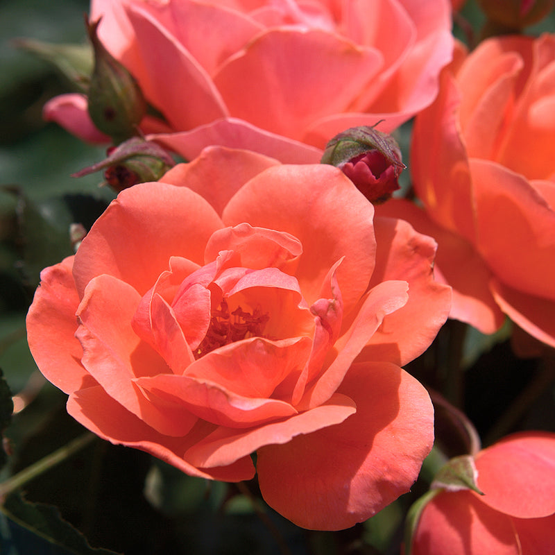 The Coral Knock Out Shrub Rose