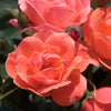 The Coral Knock Out Shrub Rose