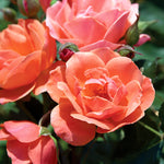 The Coral Knock Out Shrub Rose