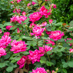 The Pink Double Knock Out Shrub Rose