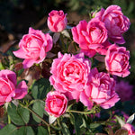 The Pink Double Knock Out Shrub Rose