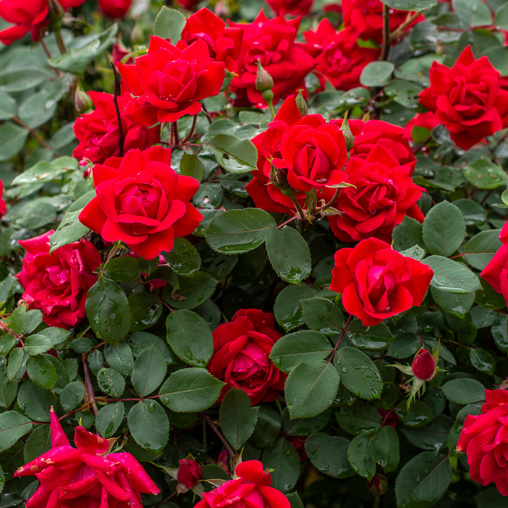 The Double Knock Out Shrub Rose