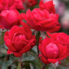 The Double Knock Out Shrub Rose