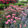 The Pink Knock Out Shrub Rose