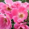 The Pink Knock Out Shrub Rose