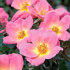 The Rainbow Knock Out Shrub Rose