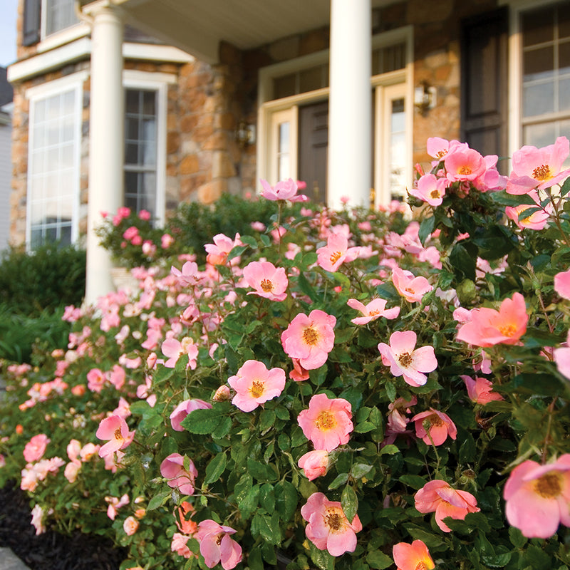 The Rainbow Knock Out Shrub Rose