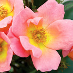 The Rainbow Knock Out Shrub Rose