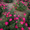 The Knock Out Shrub Rose