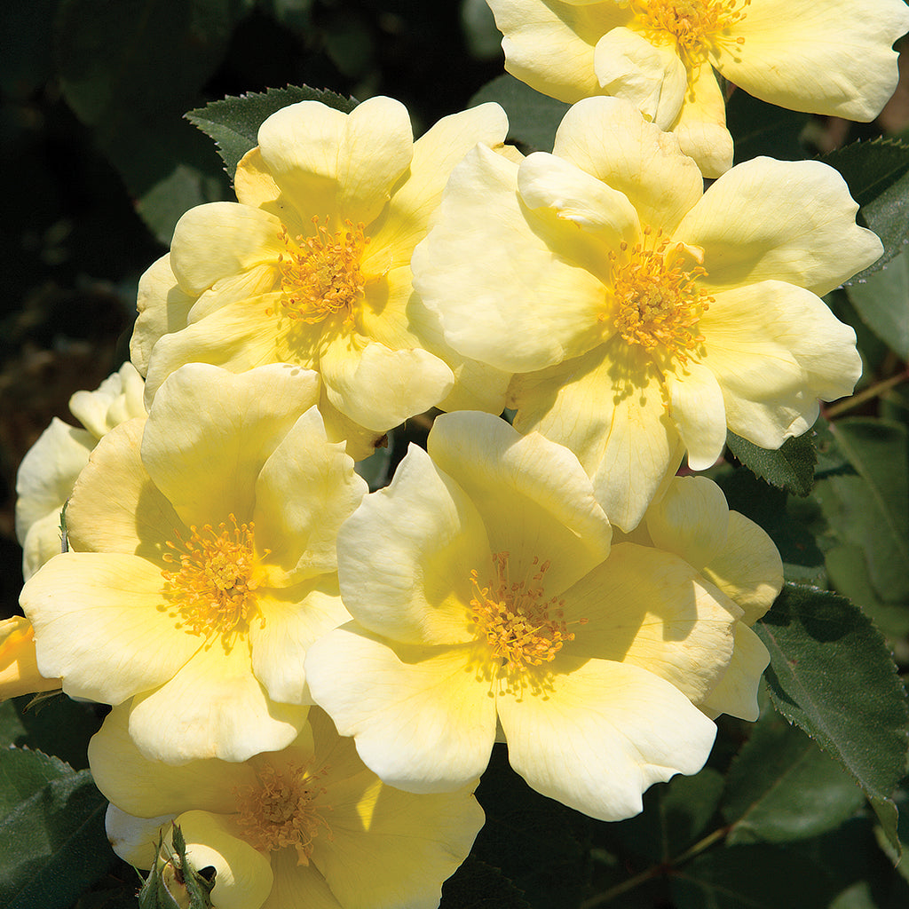 The Sunny Knock Out Shrub Rose