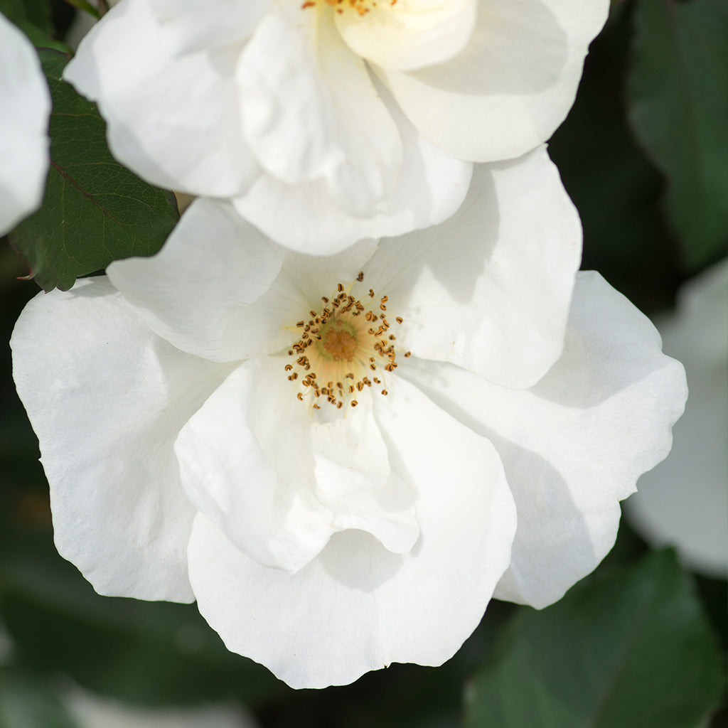 The White Knock Out Shrub Rose