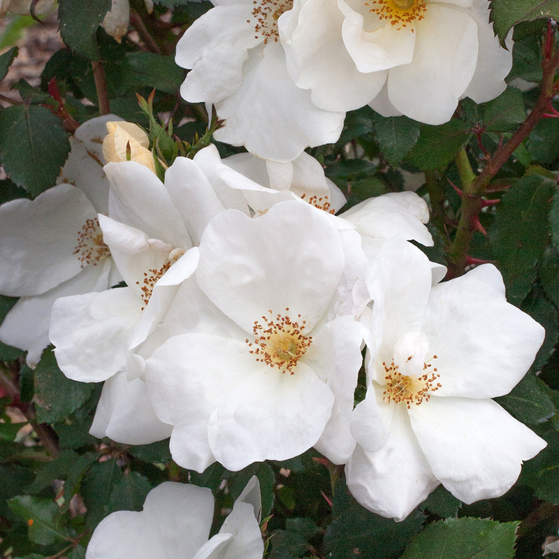 The White Knock Out Shrub Rose