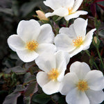 The White Knock Out Shrub Rose