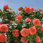 Marmalade Skies™ 24" Tree Rose