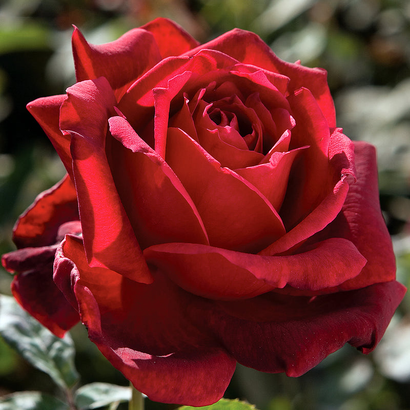 Oklahoma Hybrid Tea Rose