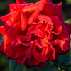 Olympiad Hybrid Tea Rose