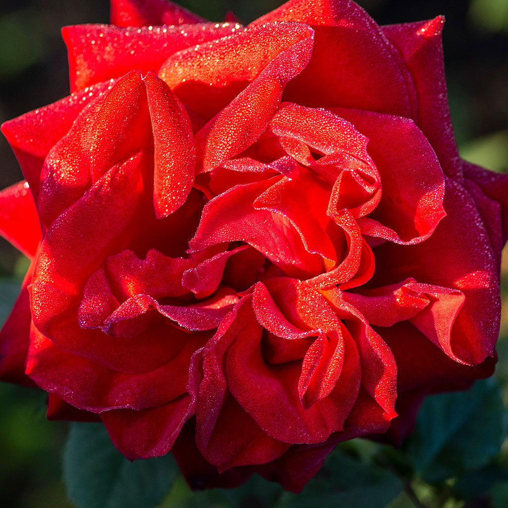 Olympiad Hybrid Tea Rose