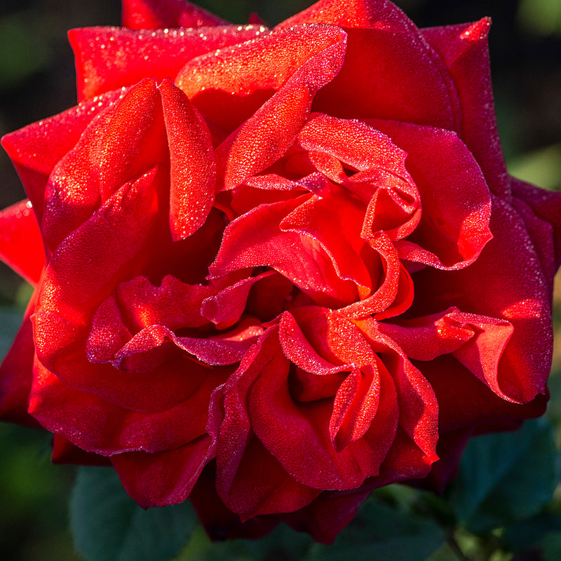 Olympiad Hybrid Tea Rose