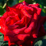 Olympiad Hybrid Tea Rose